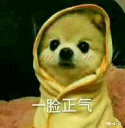 头条宠物大笑表情包,大笑表情包带你领略萌宠笑颜