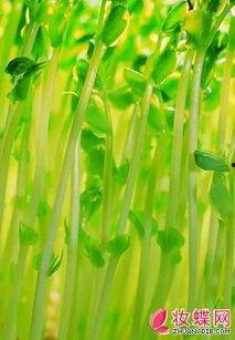 网红芽菜和四眼,跨界合作，开启美食新篇章